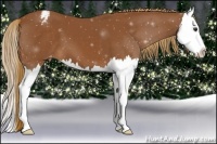 Horse Color:Chestnut Splash Appaloosa 