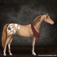 Horse Color:Gold Champagne Appaloosa 