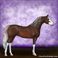 Horse Color:Gray Silver Bay Sabino Splash 