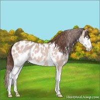 Horse Color:Amber Champagne Splash Appaloosa 
