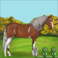 Horse Color:White Spotted Silver Bay 