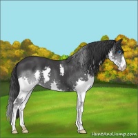 Horse Color:Black Splash