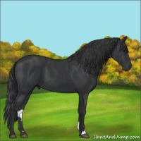 Horse Color:Black 