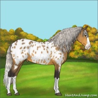 Horse Color:Silver Buckskin Splash Appaloosa 