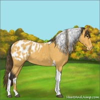 Horse Color:Buckskin Tobiano Appaloosa