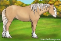 Horse Color:Silver Classic Champagne Splash 