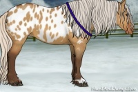 Horse Color:Silver Bay Dun Appaloosa