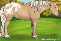 Horse Color:Silver Classic Champagne Appaloosa 
