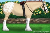 Horse Color:Silver Classic Champagne Dun Splash Appaloosa 