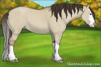 Horse Color:Classic Champagne Dun Sabino Splash 