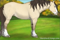 Horse Color:Amber Champagne Dun Splash 