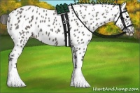 Horse Color:Grullo Appaloosa