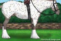 Horse Color:Silver Grullo Appaloosa 