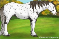 Horse Color:Smoky Black Splash Appaloosa