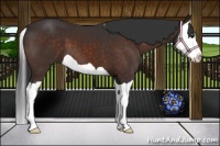 Horse Color:Brown Splash