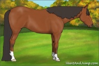 Horse Color:Bay 
