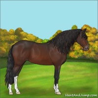 Horse Color:Brown Appaloosa 