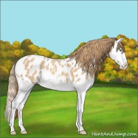 Horse Color:Gold Champagne Roan Splash Appaloosa 