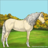 Horse Color:Palomino Roan 