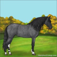 Horse Color:Blue Roan 
