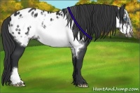 Horse Color:Black Frame Appaloosa