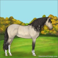 Horse Color:Unknown 