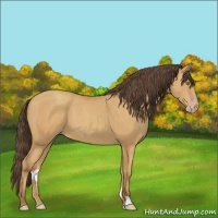Horse Color:Amber Champagne 