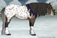Horse Color:Brown Splash Appaloosa 