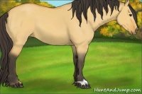 Horse Color:Buckskin Dun