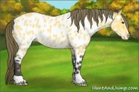 Horse Color:Buckskin Appaloosa 