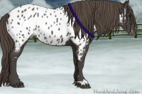 Horse Color:Smoky Black Appaloosa 
