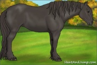 Horse Color:Smoky Black 