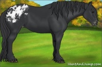 Horse Color:Black Appaloosa