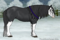 Horse Color:Black Splash 