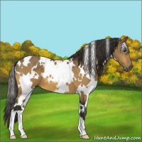 Horse Color:White Spotted Buckskin
