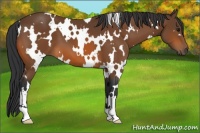 Horse Color:White Spotted Bay 