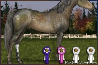 Horse Color:Chocolate Palomino 