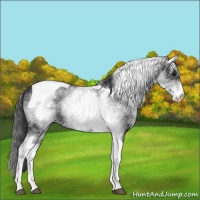 Horse Color:White Spotted Black Tobiano 