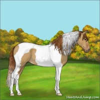 Horse Color:Red Dun Tobiano 