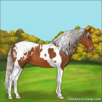 Horse Color:Silver Bay Tobiano Appaloosa 