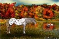 Horse Color:Liver Chestnut Appaloosa