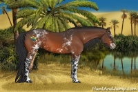 Horse Color:White Spotted Bay 