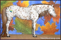 Horse Color:Chestnut Appaloosa 