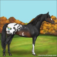 Horse Color:Brown Appaloosa 