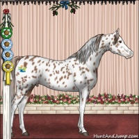 Horse Color:Chestnut Sabino Leopard Rabicano 