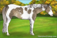 Horse Color:Chocolate Palomino Sabino Splash Tobiano