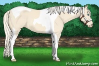 Horse Color:Cremello Tobiano