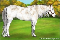 Horse Color:Buckskin Dun Sabino 