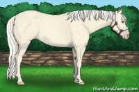 Horse Color:Gold Cream Champagne