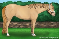 Horse Color:Gold Champagne 